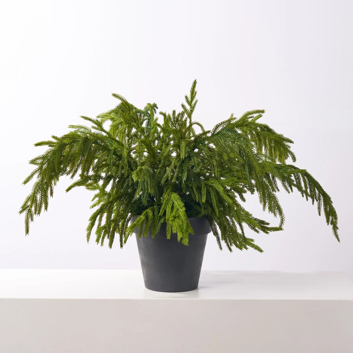 Yulemere Small Real Touch Norfolk Pine Outdoor Planter detail view 3