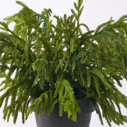 Yulemere Small Real Touch Norfolk Pine Outdoor Planter detail view 2