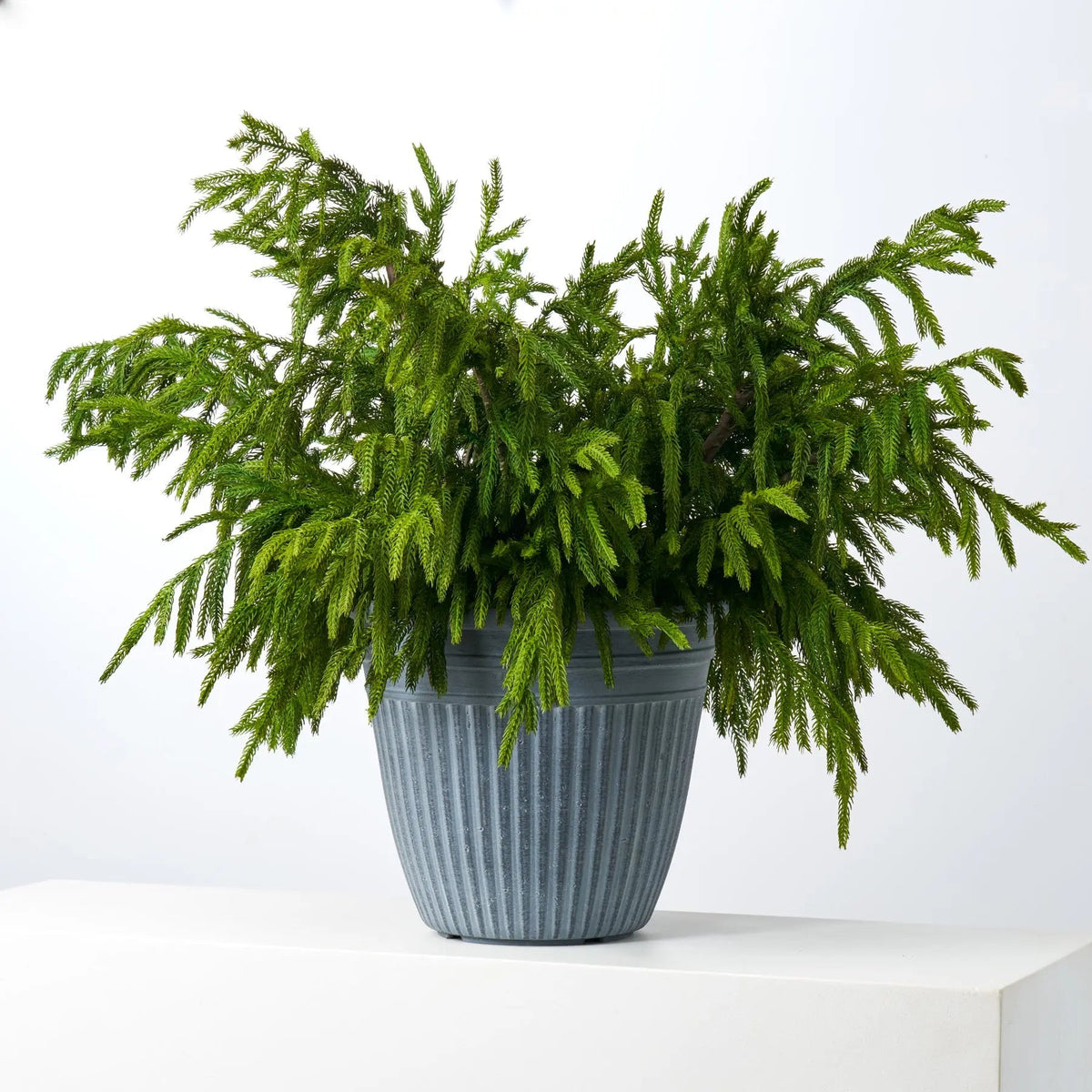 Yulemere Natural Touch Norfolk Pine Large Outdoor Holiday Centerpiece overall view