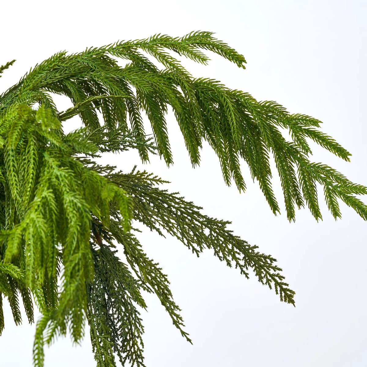 Yulemere Deluxe Greeney Norfolk and Lebanon Cedar Branches detail view 2