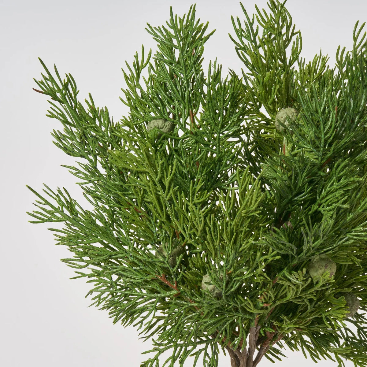 Yulemere Seeding Juniper Berry Winter Stem Bundle of 3 detail view 2