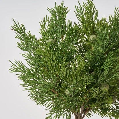 Yulemere Seeding Juniper Berry Winter Stem Bundle of 3 detail view 2