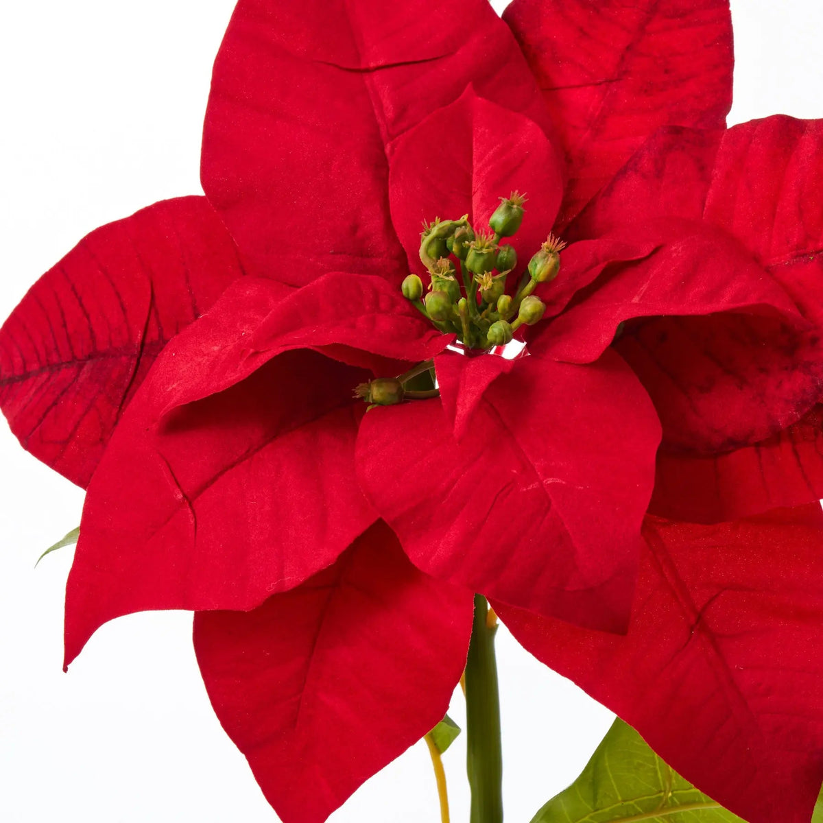 Yulemere Red Velvet Christmas Poinsettia Bloom Single Stem detail view 2