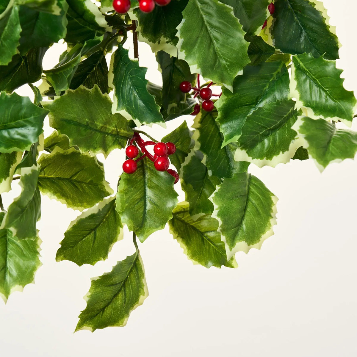 Yulemere Variegated Green Holly Leaf and Red Berry Vine detail view 2