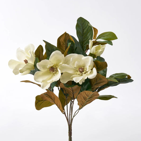 Yulemere Cream Magnolia Bloom and Green Leaf Foliage Stem overall view